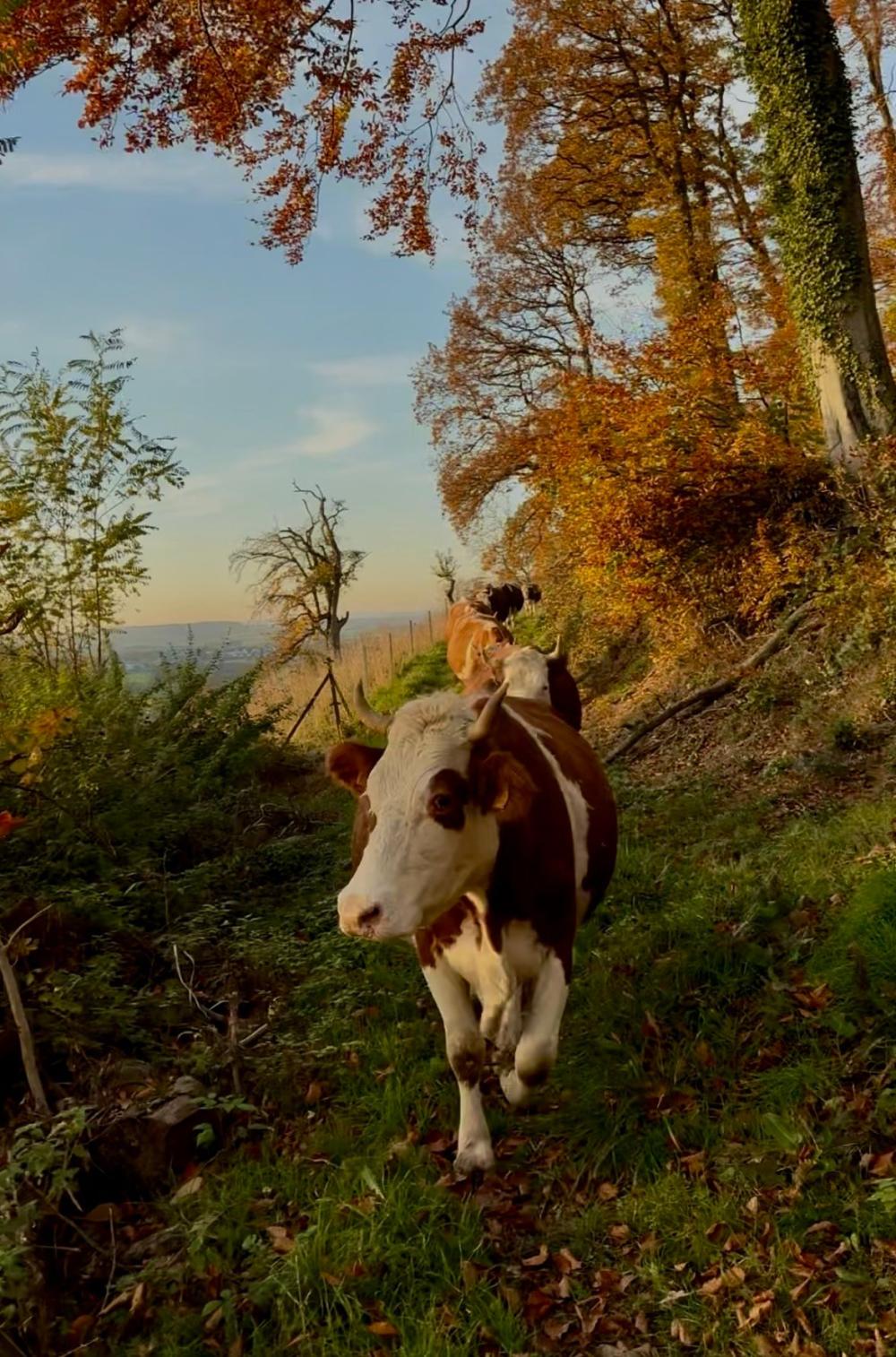 cow